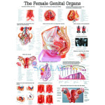 Female Genital Organs