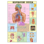 Respiratory System
