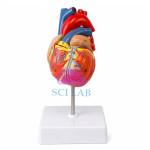 Construction of the Heart