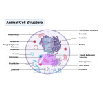 The Structure of the Animal Cell
