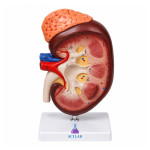 The Glomeruli