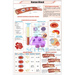 Blood Composition