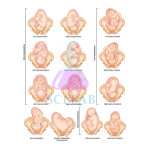 Fetal Positions Before Birth