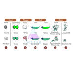 Mendelian Inheritance (Mendel's Second Law)