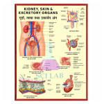 Excretory Apparatus