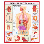 Digestive System