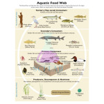 Food Web in the Lake