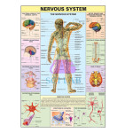 Nervous System