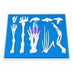 Comparison of Limbs in Vertebrates
